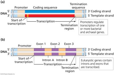 Gene Structure