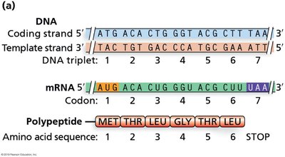 Overview of Transcription and Translation