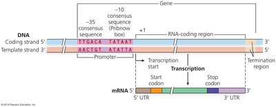 Bacterial Promoter Structure and Consensus Sequences