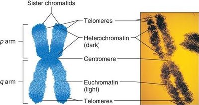 Euchromatin and heterochromatin on a chromosome