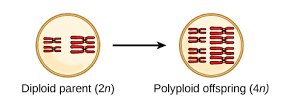 Polyploidy increases chromosome number