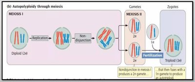 Autopolyploidy through meiosis