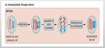 Autopolyploidy through mitosis