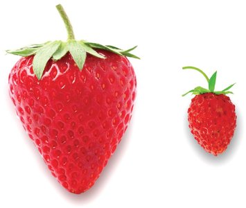 Polyploidy increases fruit size