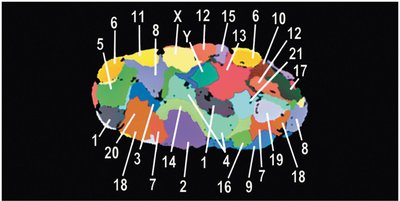 Chromosome territories in the nucleus