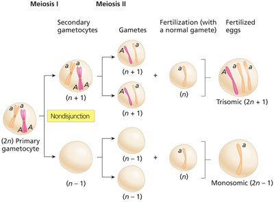 Nondisjunction in meiosis I and II