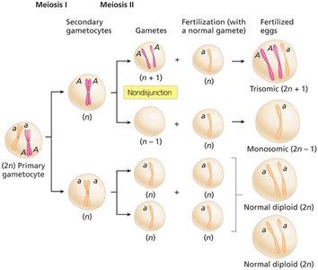 Nondisjunction in meiosis II