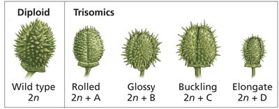 Trisomic phenotypes in Datura