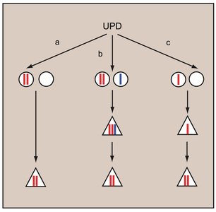 Mechanisms of uniparental disomy