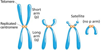 Chromosome shapes based on centromere position