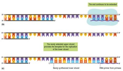 Filling in the lagging strand after telomerase extension
