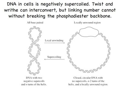 Diagram of supercoiling and local unwinding in DNA