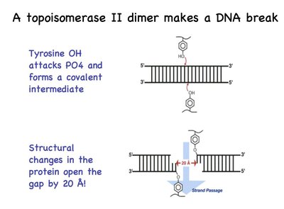 Mechanism of Type II topoisomerase action