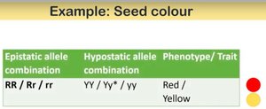 Seed color example of epistasis