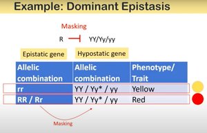 Dominant epistasis table