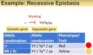 Recessive epistasis table