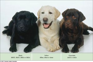 Labrador retriever coat color and genotypes