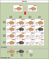 Epistasis in mice coat color