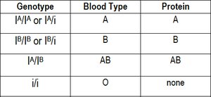 Bombay phenotype genotypes and blood types