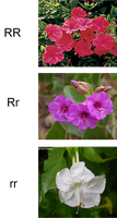 Snapdragon flower color showing incomplete dominance