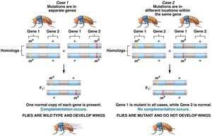 Complementation analysis in flies