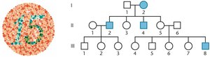 Pedigree and color blindness test