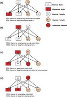Inheritance patterns for X-linked color blindness