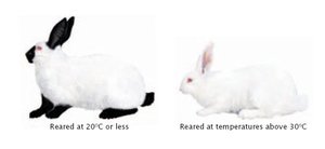 Temperature effect on Himalayan rabbits