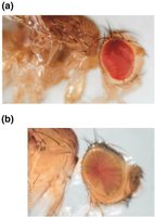 Position effect in Drosophila eyes