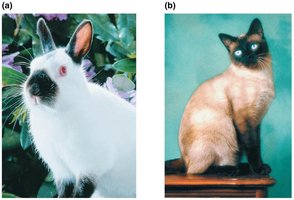 Conditional mutations and temperature effects