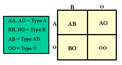 Punnett square for ABO blood group inheritance