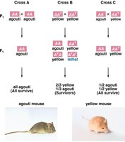 Agouti gene crosses in mice showing lethal alleles