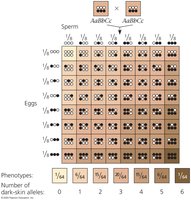 Polygenic inheritance grid for skin color