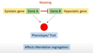 Epistasis diagram showing gene interaction