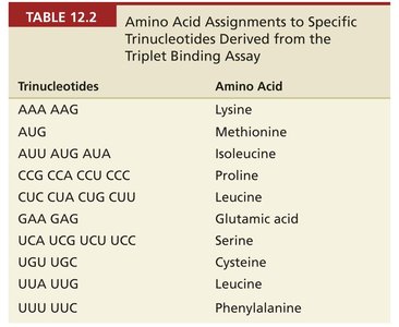 Table of amino acid assignments to specific trinucleotides from the triplet binding assay