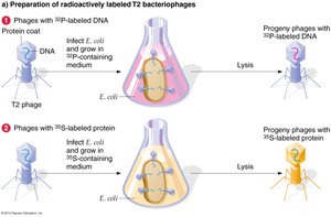 Hershey-Chase experiment: labeling bacteriophage