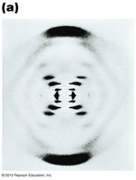 Rosalind Franklin's X-ray photo 51