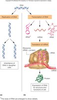 DNA replication and gene expression diagram