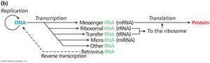 Central Dogma detailed flowchart