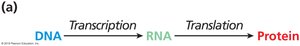 Central Dogma summary diagram