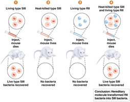 Griffith's transformation experiment with mice