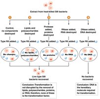 Avery-MacLeod-McCarty experiment flowchart