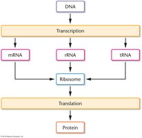 Gene expression flowchart: DNA to RNA to protein