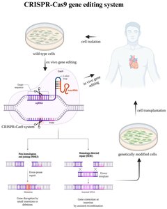 Somatic gene therapy using CRISPR