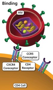 HIV binding to CCR5 coreceptor