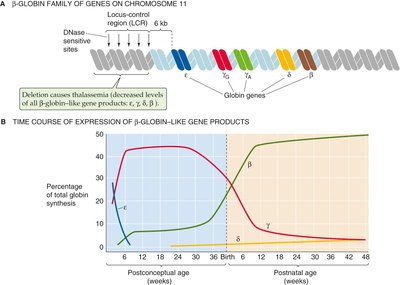 Globin gene expression and regulation