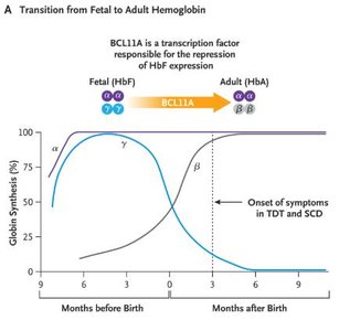 Transition from fetal to adult hemoglobin and BCL11A role