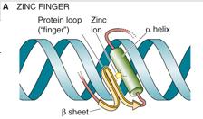 Zinc finger structure in BCL11A