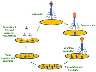 Bacterial defense mechanisms against phages