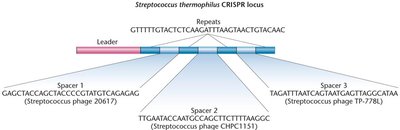 CRISPR locus with repeats and spacers